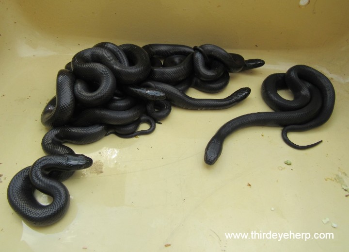 Mexican Black Kingsnakes